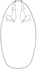 ooides